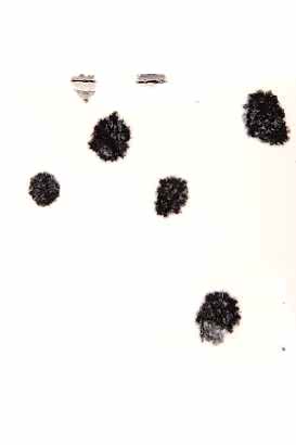 Mayco Crystals Glazes Ink Spots  Dalmatıan 118ml